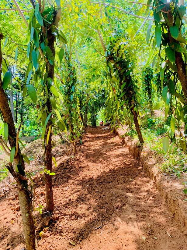 Sri Lanka: Ceylon Cinnamon Experience & Spice Garden Tour - Walking the spice plantations with an English guide