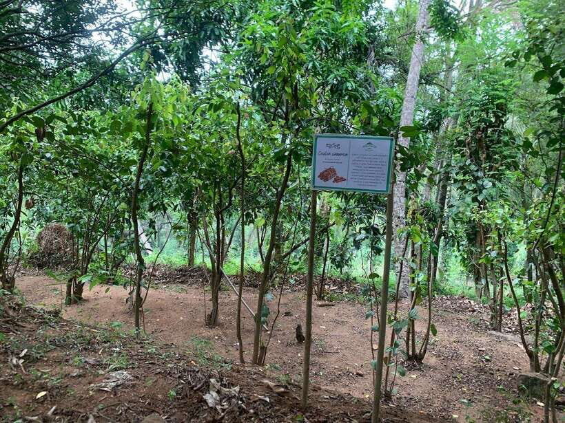 Sri Lanka: Ceylon Cinnamon Experience & Spice Garden Tour - Farm-to-table tasting: how spices change fruit and tea