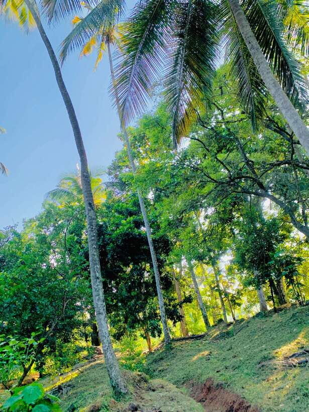 Sri Lanka: Ceylon Cinnamon Experience & Spice Garden Tour - The factory visit: watching spices become a product