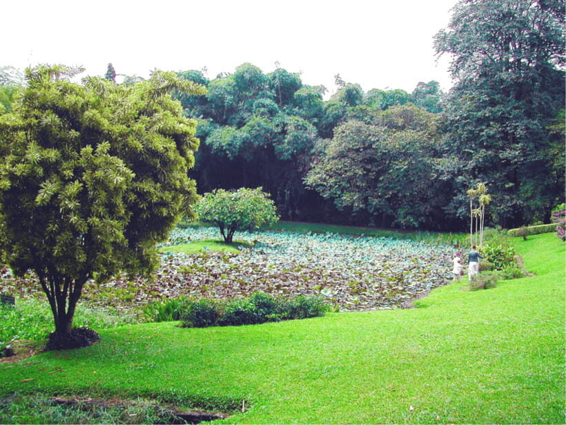 Sri Lanka Cultural Triangle Private 2-Day Tour+Wildlife Tour - Kandy highlights: the Sacred Tooth Relic and Peradeniya Botanical Garden