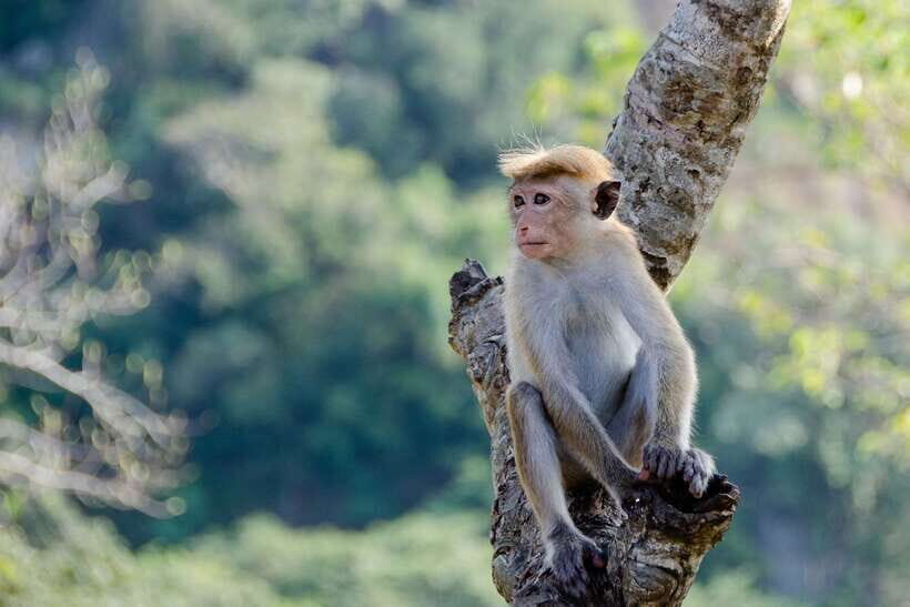Sri Lanka Green Bless- 2-day Private Trip To Enjoy Nature - Price and value: what you’re paying for at $298