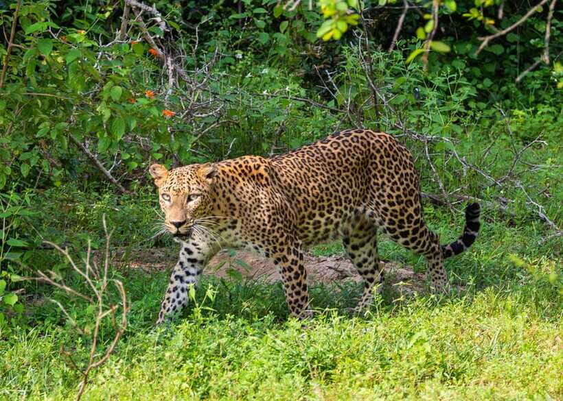 Sri Lanka Green Bless- 2-day Private Trip To Enjoy Nature - Hotel reality near Yala: convenient, but watch the noise
