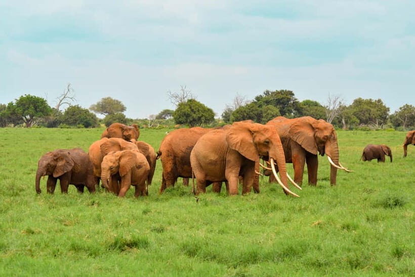 Sri Lanka Nature, culture, history and wildlife in 4 days - What You’re Booking: Culture, Train, Safari, and Rapids