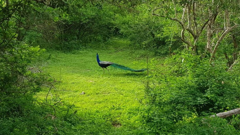 Sri Lanka Nature, culture, history and wildlife in 4 days - Day 2: Sigiriya and Dambulla Caves, Plus Matale Spice Stops and Minneriya Wildlife