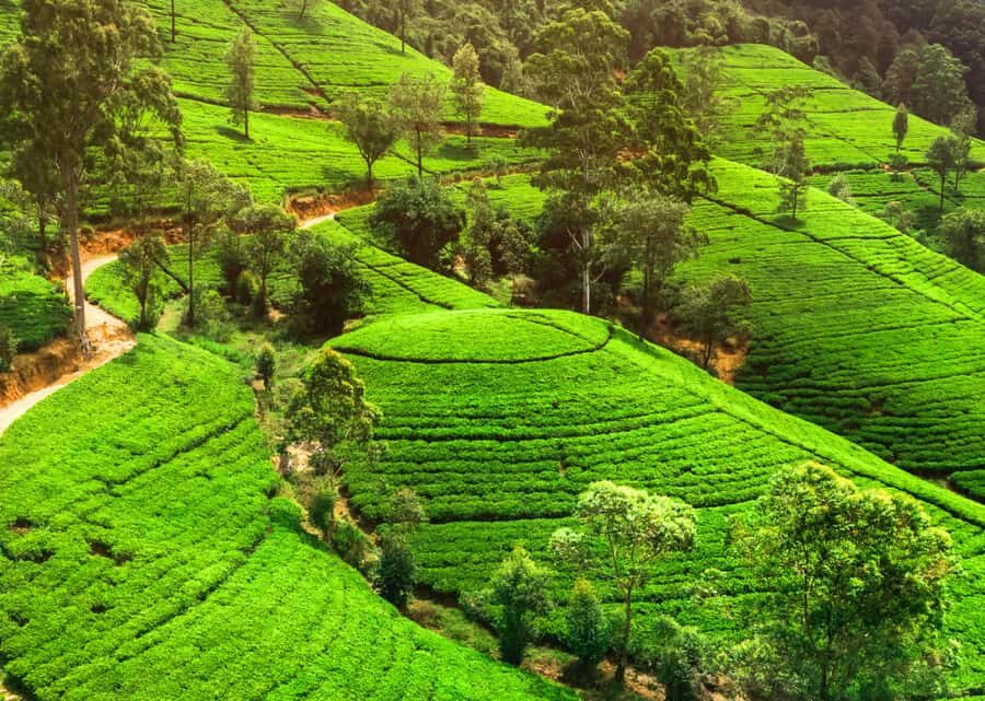 Sri Lanka Private 2-day Tour:Train Trip, Kandy, Nuwara Eliya - Should you book this Sri Lanka Private 2-day Tour?