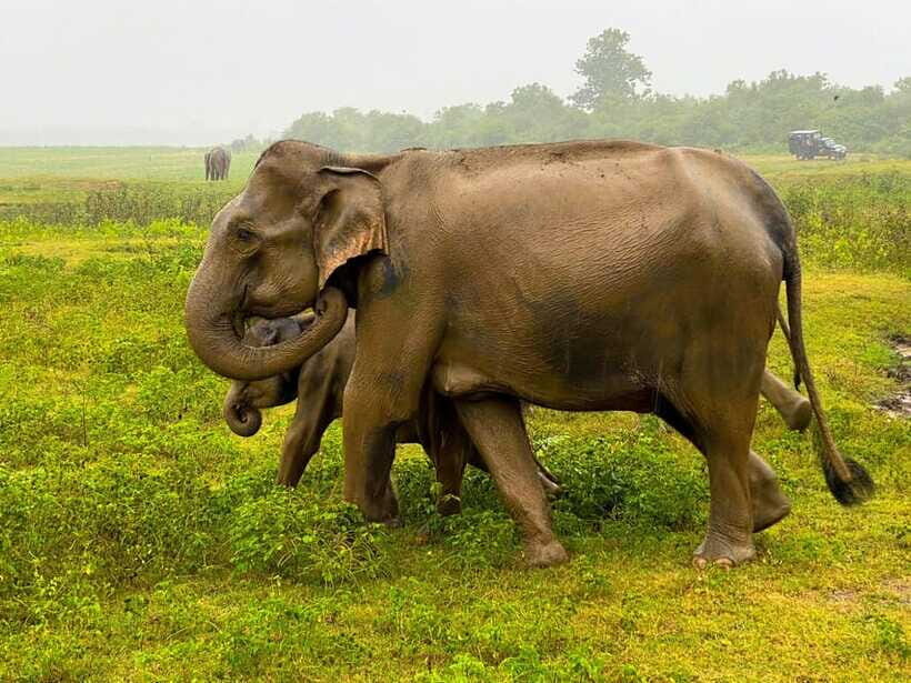 Sri Lanka Private 8-day Tour; Transport, Guide, Hotels, Food - Tea country: Nuwara Eliya, Ramboda waterfall, and the Ella train ride