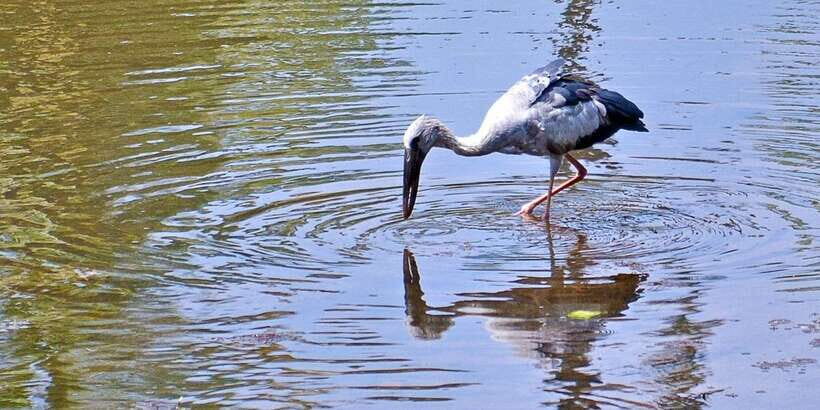 Sri Lanka Private Galle Tour: stilt fisherman, Galle Fort... - Madu River Cruise in a Ramsar Wetland: Mangroves, Birds, and 64 Islands