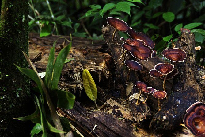 Sri Lanka Sinharaja Rain Forest Tour with Transport - Sinharaja Forest Reserve Walk: What You’ll Do on the Trails