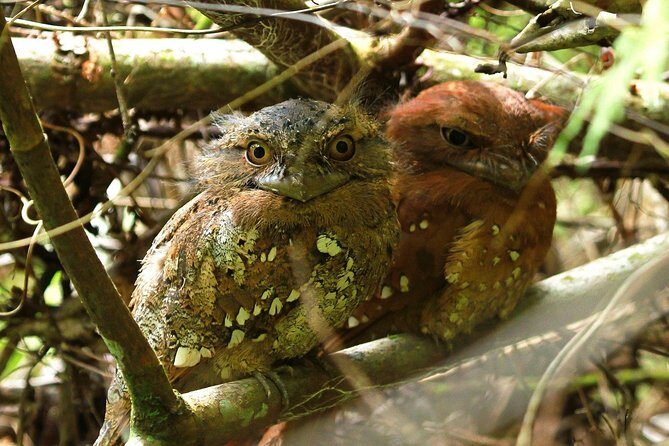 Sri Lanka Sinharaja Rain Forest Tour with Transport - Wildlife and Birds: What to Look For (Beyond the Big Stuff)