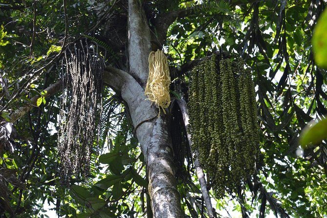 Sri Lanka Sinharaja Rain Forest Tour with Transport - The Walking Pace and Fitness Reality Check