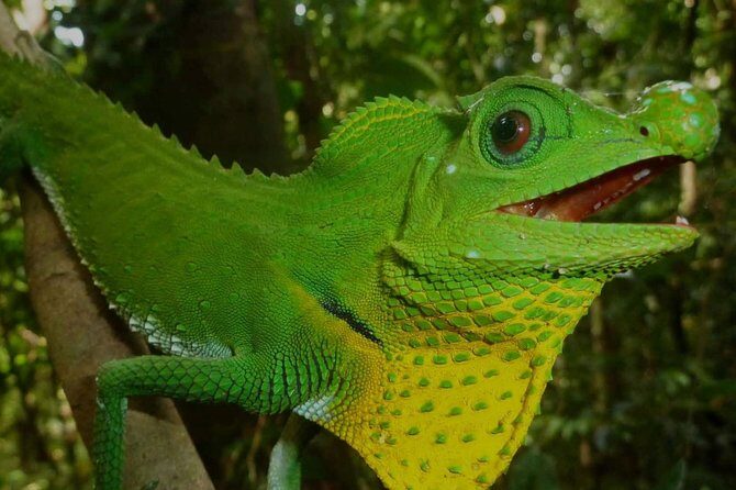 Sri Lanka Sinharaja Rain Forest Tour with Transport - That Gem Shopping Stop: Worth It or a Time Sink?