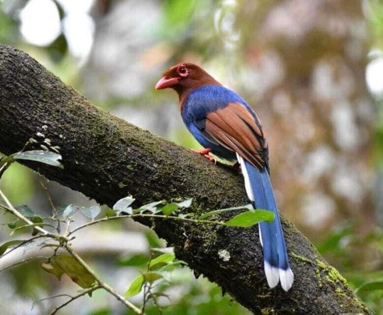 Sri Lanka : Sinharaja Rainforest Guided Trek with Pickup - Wildlife highlights: what you’re actually trying to see