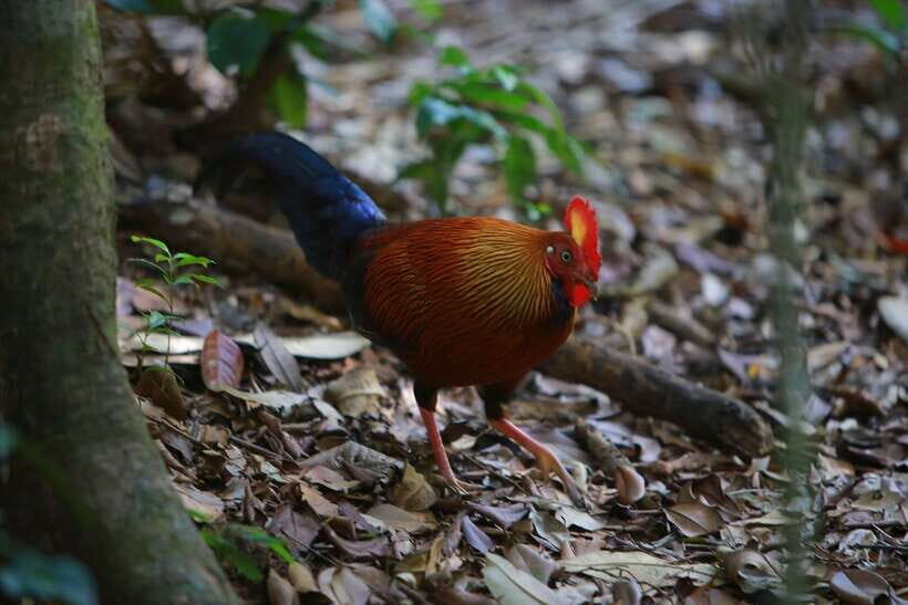 Sri Lanka: Sinharaja rainforest tour from Colombo, Bentota - Key highlights that matter in the real world