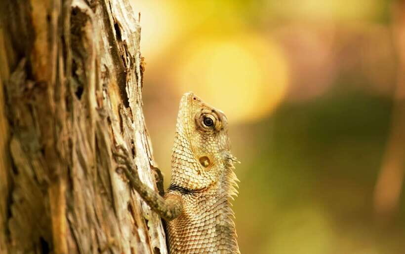 Sri Lanka: Sinharaja rainforest tour from Colombo, Bentota - What the experience feels like from start to finish