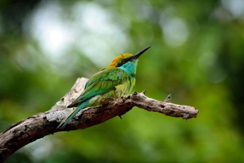 Sri Lanka: Sinharaja rainforest tour from Colombo, Bentota - Why Sinharaja Forest Reserve is worth your time