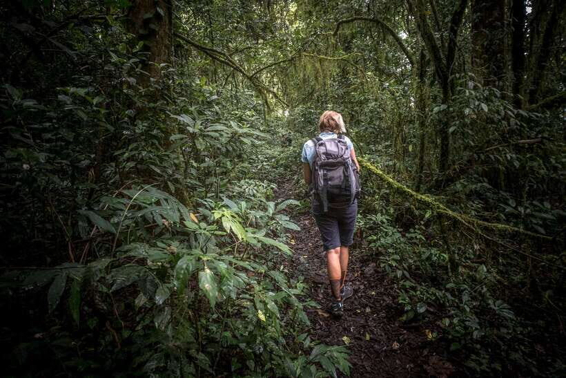 Sri Lanka: Sinharaja rainforest tour from Colombo, Bentota - The 4-hour guided rainforest walk: birds, orchids, and waterfalls