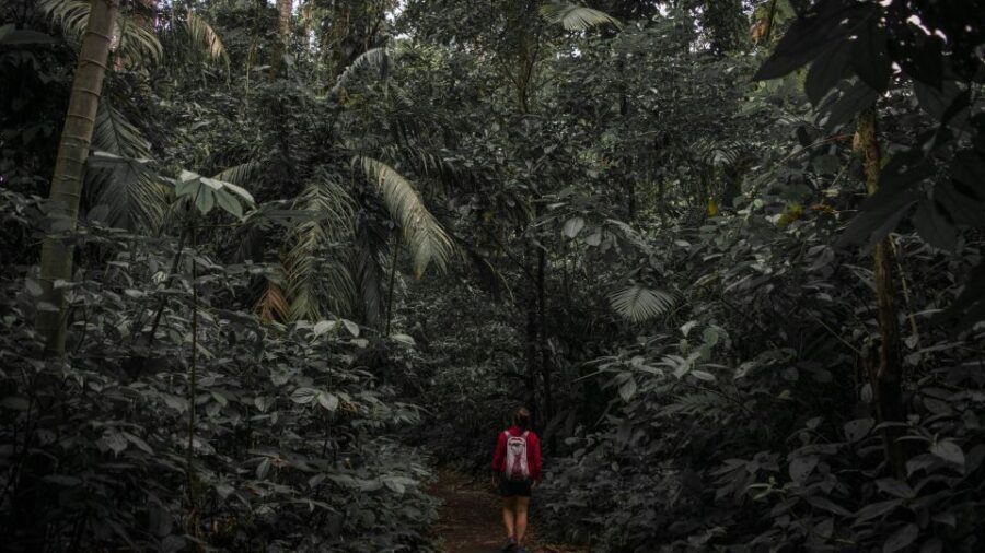 Sri Lanka: Sinharaja rainforest tour from Colombo, Bentota - Reaching Sinharaja’s tallest peak (and pacing your effort)