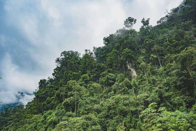 Sri Lanka: Sinharaja rainforest tour from Colombo, Bentota - Lunch in Sri Lankan style: plan for spice