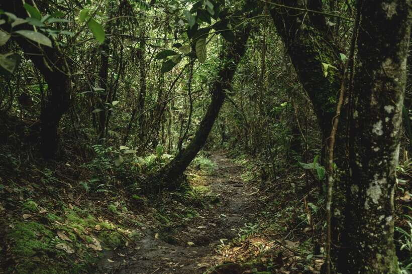 Sri Lanka: Sinharaja rainforest tour from Colombo, Bentota - What’s included, and why it affects your total value