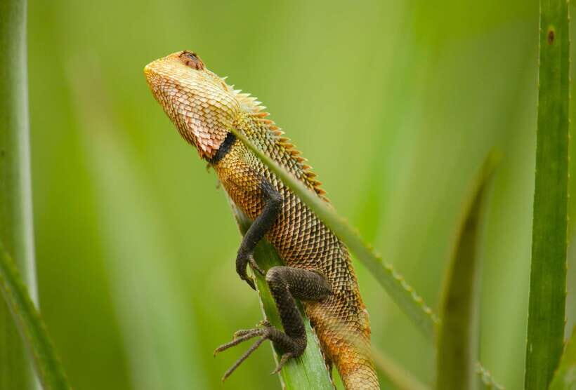 Sri Lanka: Sinharaja rainforest tour from Colombo, Bentota - Small details that make or break a rainforest day