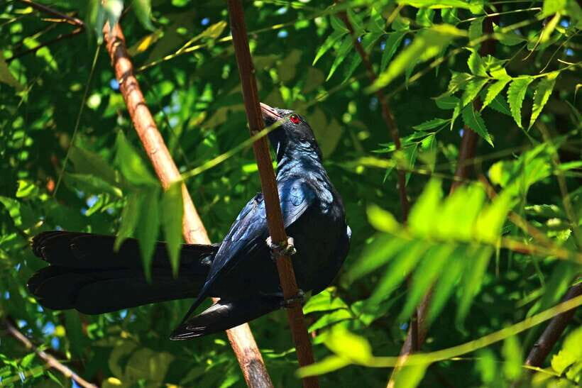 Sri Lanka: Sinharaja rainforest tour from Colombo, Bentota - Who this tour is best for (and who should skip it)