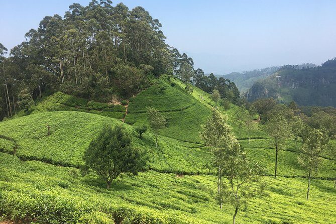 Sri Lanka Tour in 8 Days - Day 3: Kandy’s sacred relic, gardens, market time, and evening dance