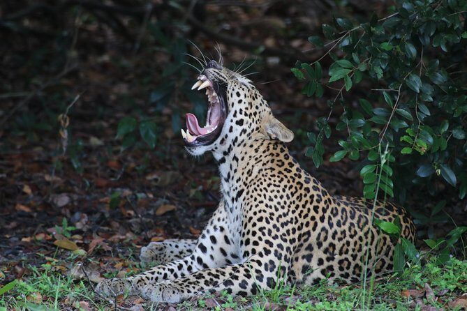 Sri Lanka tours 12-Day wildlife Tour with driver,Car or Van and accommodations - Key points worth knowing before you go