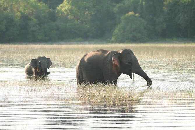 Sri Lanka tours 12-Day wildlife Tour with driver,Car or Van and accommodations - Wildlife circuit: Wilpattu, Minneriya options, and Yala safaris