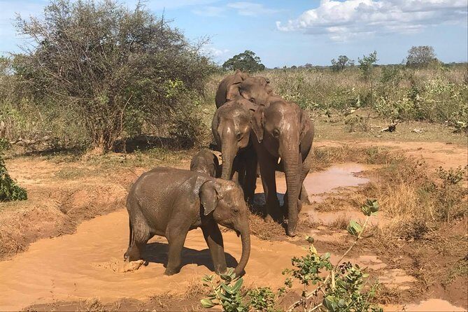 Sri Lanka tours 12-Day wildlife Tour with driver,Car or Van and accommodations - Private driver and air-conditioned transport: the real value