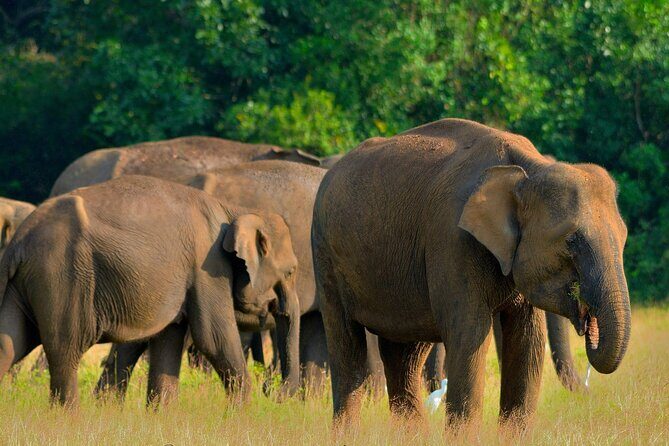 Sri Lanka Unveiled: 12 Nights Complete Experience Package - Key highlights you’ll feel on this trip