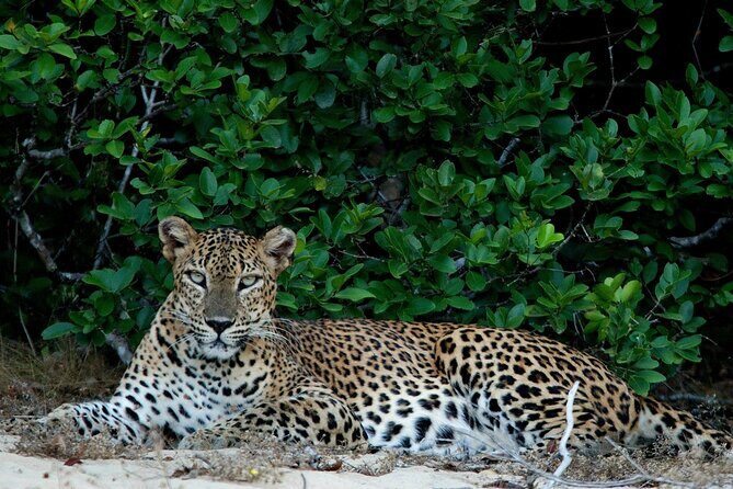 Sri Lanka Unveiled: 12 Nights Complete Experience Package - Price and value: what $1,750 realistically gets you