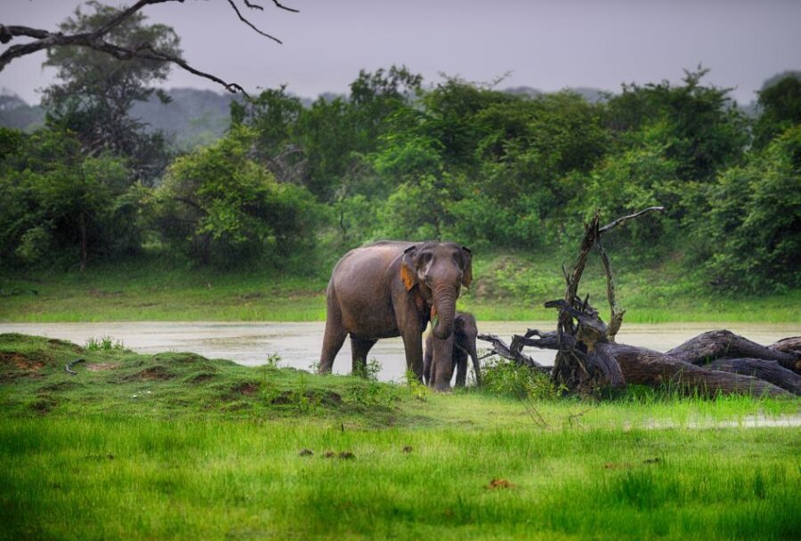 Sri Lanka: Wilpattu National Park Safari Tour in a 4WD Jeep - Should You Book This Wilpattu 4WD Safari?