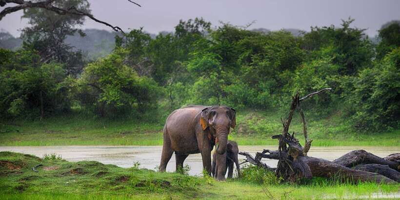Sri Lanka: Wilpattu National Park Safari Tour in a 4WD Jeep - Who This Safari Is Best For