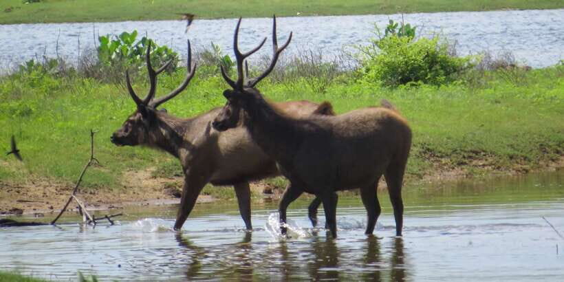 Sri Lanka: Yala National Park Private Safari - Key things I’d watch for on this Yala private safari