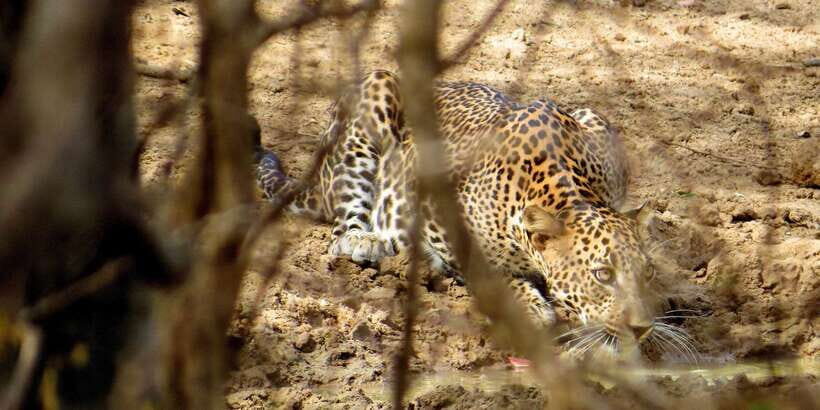 Sri Lanka: Yala National Park Private Safari - Yala National Park from Kotapola: the simple idea behind this tour