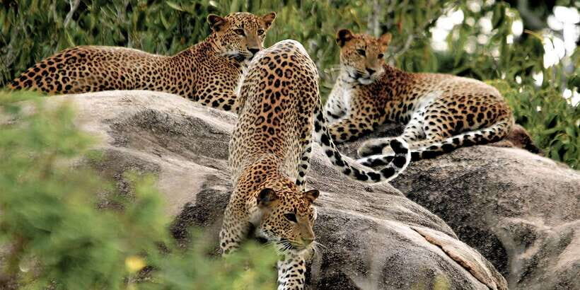 Sri Lanka: Yala National Park Private Safari - Dawn or dusk timing: when the sky can help your sightings