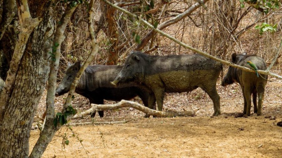 Sri Lanka: Yala National Park Private Safari - Inside Yala: what you’ll actually scan for in the wild