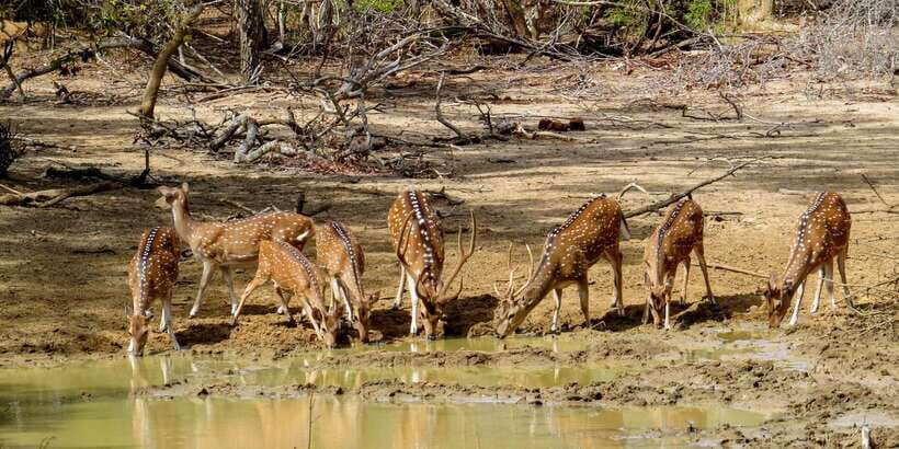 Sri Lanka: Yala National Park Private Safari - A realistic itinerary flow (and what each part means for you)