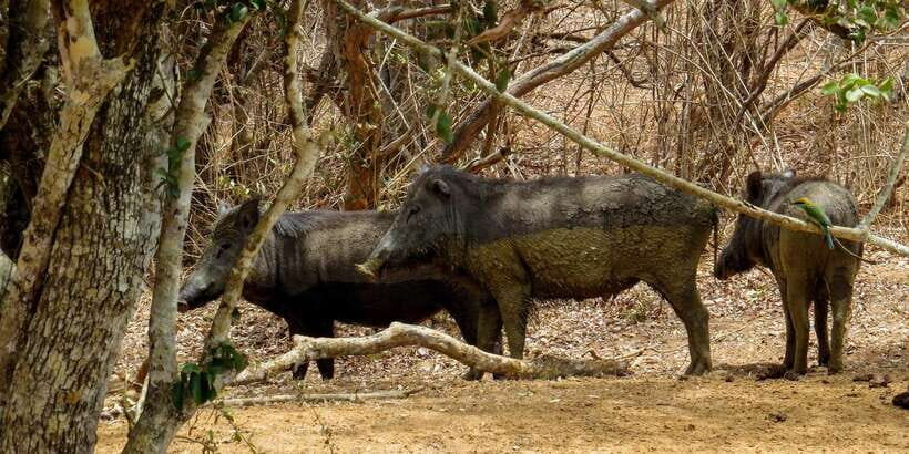 Sri Lanka: Yala National Park Private Safari - Price and value: is $43 per person worth it?
