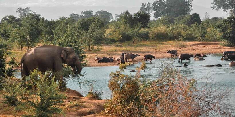 Sri Lanka: Yala National Park Private Safari - What to bring (and what to leave behind) for an easier safari