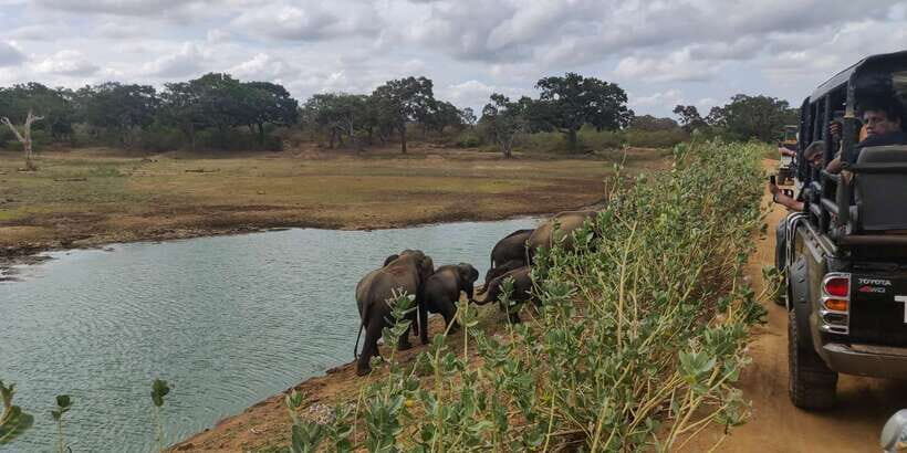 Sri Lanka: Yala National Park Private Safari - The soft-top jeep with roof open: why it affects your photos and your comfort