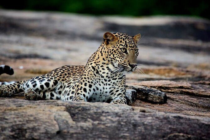 Sri Lanka Yala Wildlife Safari Tours - Entering Yala at 5:00 AM: the timing that drives everything