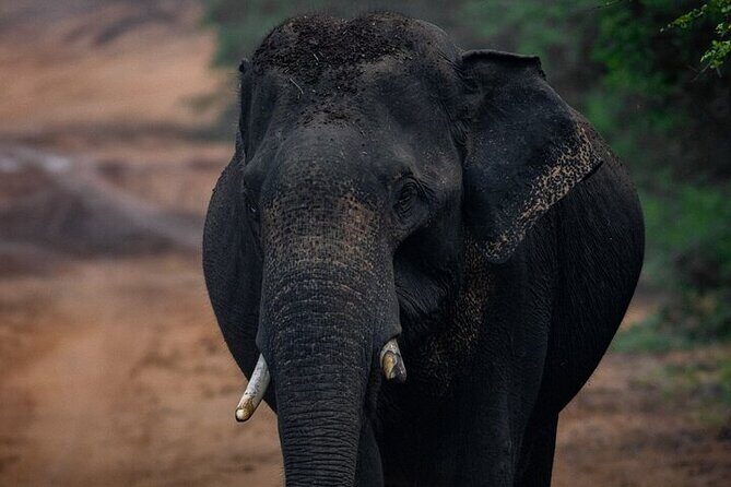 Sri Lanka Yala Wildlife Safari Tours - The 4x4 jeep setup: comfort, safety, and why small groups help