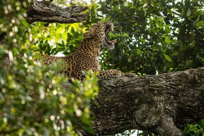 Sri Lanka Yala Wildlife Safari Tours - 7-hour day safari vs 12-hour full-day: how your experience changes