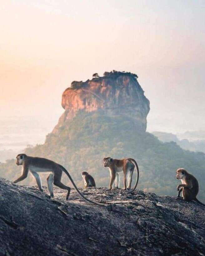 Sunrise or Sunset Hike Pidurangala Rock with Scenic Views - From your hotel to the trailhead by tuk-tuk