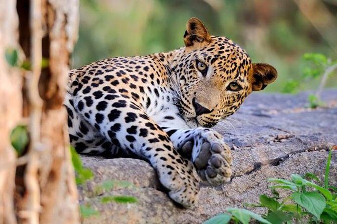 Super Luxury Jeep Safari at Yala National Park - Quick hits for Yala’s VIP Jeep Safari