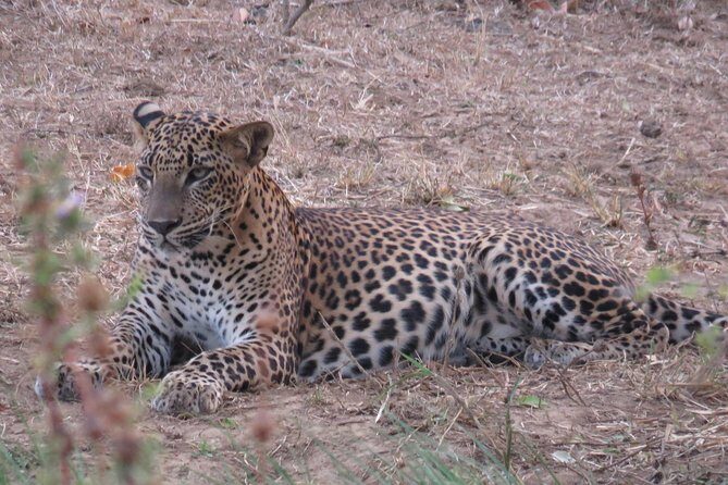 Super Luxury Jeep Safari at Yala National Park - Wildlife chances: how to think about leopards, bears, elephants, and more