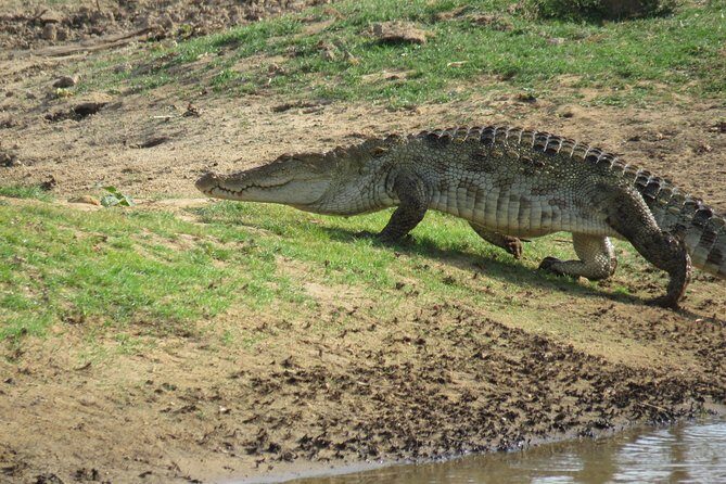 Super Luxury Jeep Safari at Yala National Park - What’s included (and the few things you’ll need to sort)