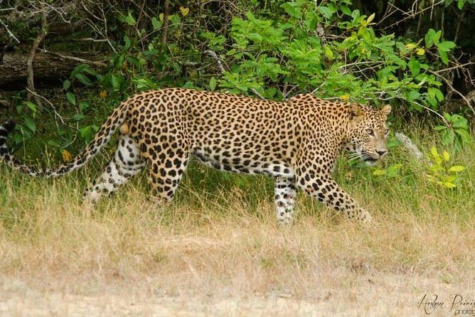 Super Luxury Jeep Safari at Yala National Park - Private jeep safari value: is $77 a fair deal?