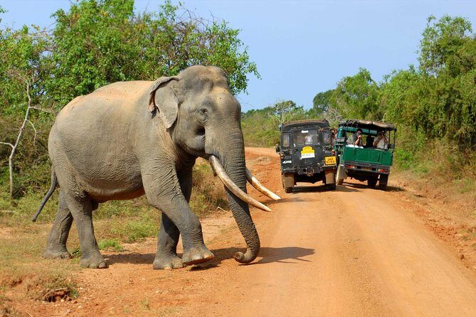 Super Luxury Jeep Safari at Yala National Park - Open-top panoramic viewing: the biggest quality upgrade